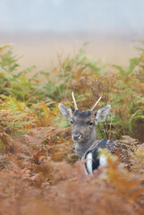 Wall Mural - Portrait of a young fallow deer stag standing in bracken in a misty autumn meadow