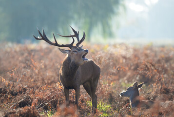 Wall Mural - Majestic red deer stag with large antlers calling in a misty autumn forest