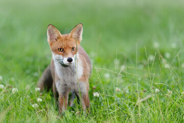 Wall Mural - Close-up of a playful young red fox standing on green grass in a meadow