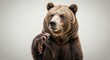 © HabiburRahman - Grizzly bear portrait isolated on white background, a powerful and iconic north american mammal