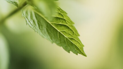 Botanical close-up of a fresh mint leaf with vibrant green color and intricate pattern of veins.
