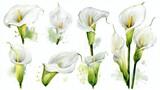 Abstract watercolor collection of arum lily flowers, hand-drawn illustrations with a focus on botanical beauty and elegance on white background