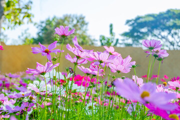 Wall Mural - Beautiful pink cosmos flowers blooming in garden,spring season.