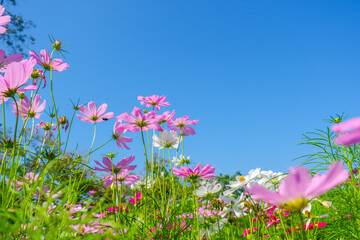 Wall Mural - Beautiful pink cosmos flowers blooming in garden,spring season.