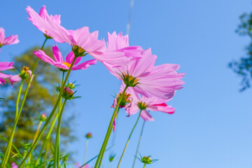 Wall Mural - Beautiful pink cosmos flowers blooming in garden,spring season.