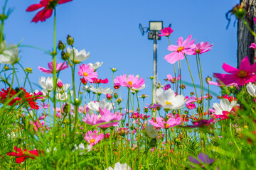 Wall Mural - Beautiful pink cosmos flowers blooming in garden,spring season.