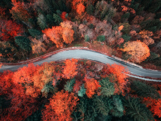 Wall Mural - Aerial view of wet curvy road and forest with red and orange leaves in golden autumn in Italy. Top drone view of winding alpine road, colorful trees in fall. Empty road through the woods. Roadway