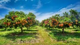 lush rambutan farm with fruit laden trees under clear sky