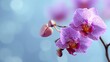 © E - Close-up of two vibrant pink orchids against a soft blue background