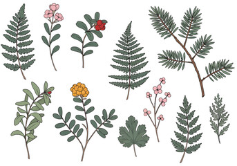 Exquisite collection of natural botanical elements featuring ferns berries and delicate flowers for design projects
