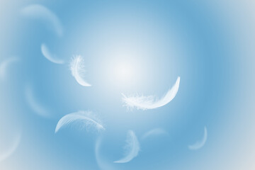 Wall Mural - soft white feathers floating on a blue sky. fluffy downy. freedom, floating freely, peace. softness 