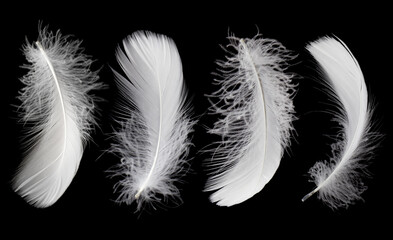Wall Mural - white bird feathers on black background. fluffy downy. softness of feathers on black.