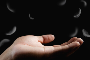Wall Mural - hand supporting soft feathers on a black background. falling feathers, fluffy downy.