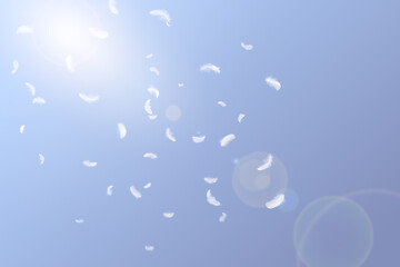 Wall Mural - many white bird feathers falling in the sky. fluffy downy, softness of feathers floating in heavenly