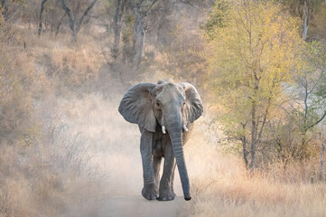 Wall Mural - moody landscape with African elephant walking through the dust with trees in the background, photo taken in the greater Kruger area in South Africa