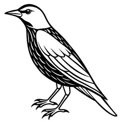 starling line art vector