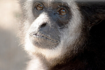 Wall Mural - this is a close up of a white handed gibbon