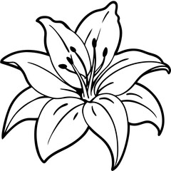 Lily line art vector