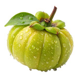 Fresh green garcinia cambogia fruit with water droplets isolated on transparent background