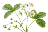 Single strawberry plant with multiple trifoliate leaves showing detailed leaf structure and natural growth, isolated on a transparent background