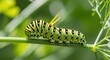 © Muhammad - Eastern Swallowtail Caterpillar: A vibrant transformation in nature's embrace