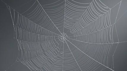 Glistening Spiderweb with Dew Drops in Nature, Macro Close-Up