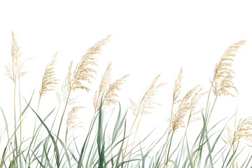 Naklejka na meble Detailed nature illustration of beach grasses for coastal designs