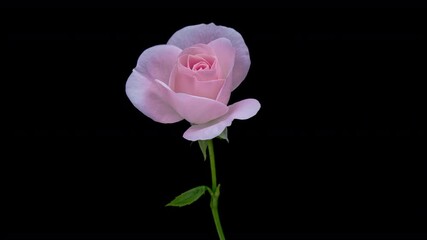 Wall Mural - Beautiful fresh pink rose opening, close up. Spa concept. Wedding, Birthday, Valentines day, Mothers day concept.