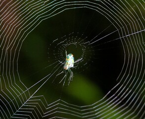 spider on web