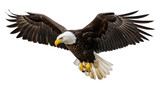 Isolated Bald Eagle