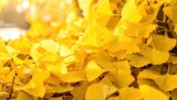 Dense Pattern of Golden Yellow Ginkgo Leaves in Autumn