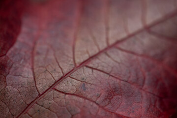 red fallen maple leaf in autumn macro background with veins and texture