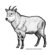 © bow - Vector hand drawing goat. Japanese Serow Goat engraving sketch illustration