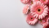 white backdrop adorned with pink gerber daisies