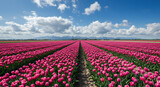 Pink tulip field with blue sky and white clouds scenic landscape floral nature photography springtime beauty