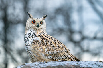 Majestic Owl with Intense Eyes Perched in a Snowy Winter Landscape