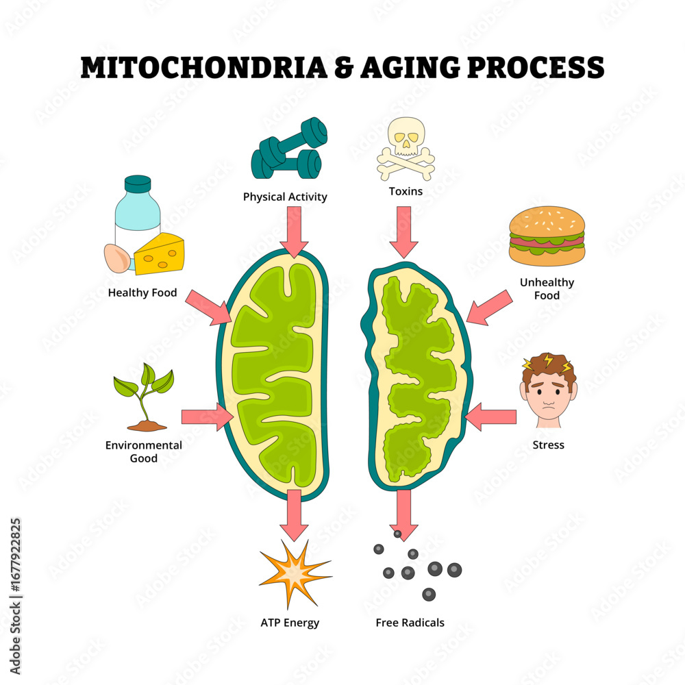 Mitochondria and aging process diagram for medical poster, Healthy ...