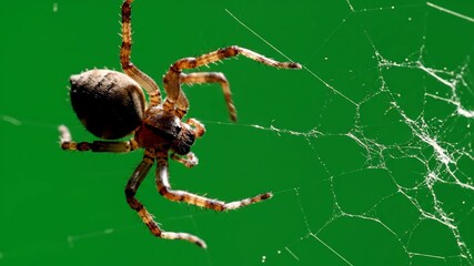 Spider weaving its delicate web against a vibrant green backdrop