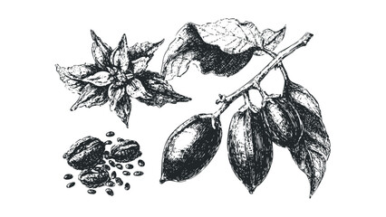 Hand drawn cocoa pods and beans on stem with leaves. Vector hand drawn illustration
