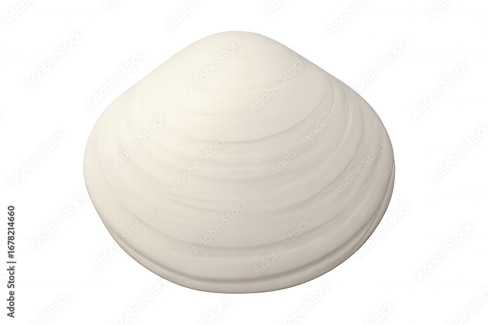 Single white clam shell isolated on transparent background, ideal for ...