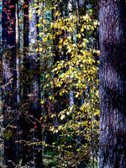 Wall Mural - yellow leaves of an autumn tree in the forest