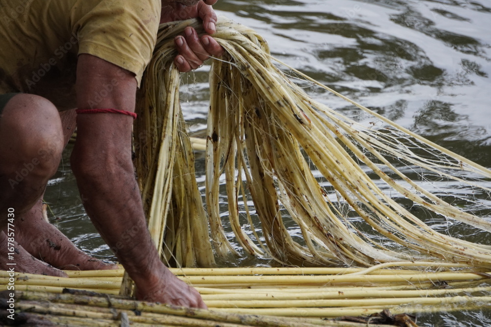 Manual Extraction of Jute Fibers from Retting Process Stock Photo ...