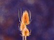 © ADDICTIVE STOCK - Artistic close-up of teasel with vibrant edited colors