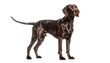 © Rixetons - German shorthaired pointer standing attentively with brown and white mottled coat against white backdrop
