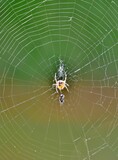Spinne im Netz hat Insekt gefangen