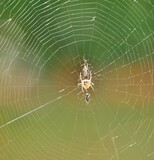 Spinne im Netz hat Insekt gefangen