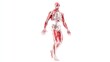 © shooreeq - Full-body 3D model of human muscles and skeleton, semi-transparent effect showing bones inside