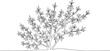 © Cici - Minimalist forsythia shrub illustration in continuous line drawi