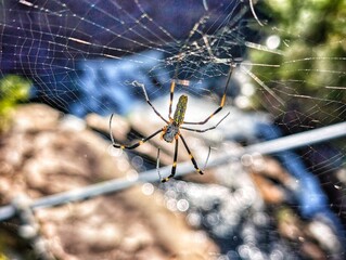 Joro spider on web