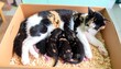 © Sepitah - Mother cat nursing kittens in cardboard box